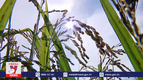 Thành tựu nông nghiệp gắn liền vai trò KHCN