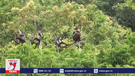 Bảo vệ sự đa dạng sinh học trên bán đảo Sơn Trà