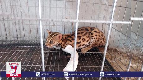 Phát hiện một cá thể Mèo Báo quý hiếm bị mắc bẫy trong chợ