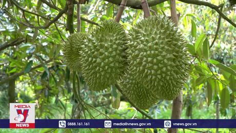 Chủ động ứng phó xâm nhập mặn, tránh ảnh hưởng vườn cây ăn quả