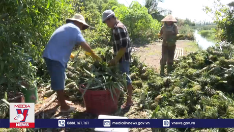 Tiền Giang bảo vệ an toàn vùng chuyên canh dứa
