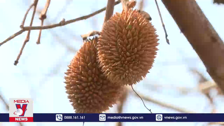 Gần 90 ha sầu riêng tại Bình Phước bị bệnh trong mùa khô