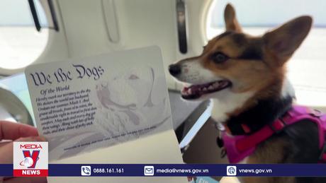 Dịch vụ hàng không dành riêng cho thú cưng