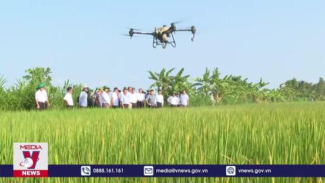Trà Vinh thí điểm mô hình trồng lúa giảm phát thải 