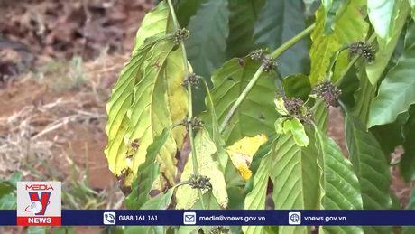 Rệp sáp tấn công cà phê - Nỗi lo sau hạn hán ở Gia Lai