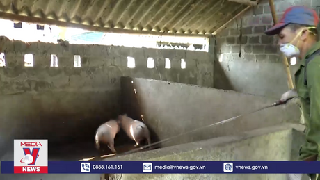 Dịch tả lợn Châu Phi tái phát ở Tuyên Quang