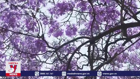 Mùa phượng tím mộng mơ ở Lisbon