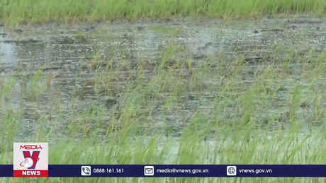 Hậu Giang hỗ trợ diện tích lúa bị nhiễm mặn bất thường