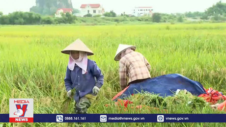 Khẩn trương thu hoạch lúa ngoài đê tránh lũ tiểu mãn