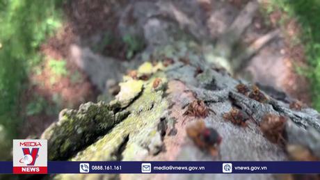 Ve sầu “xâm chiếm” nước Mỹ