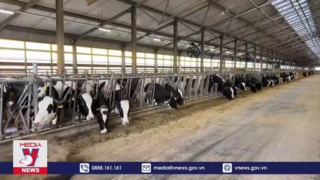 Tập đoàn TH khởi công thêm dự án bò sữa tại vùng Viễn Đông Nga