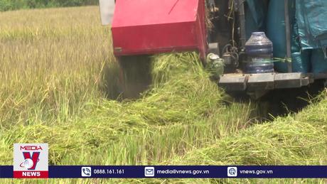 Tìm giải pháp gia tăng giá trị ngành hàng lúa gạo