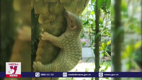 Tê tê sinh sản trong môi trường cứu hộ ở Quảng Nam