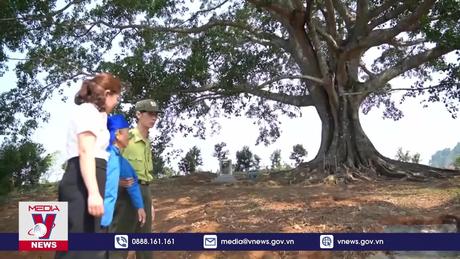 Cây đa hơn 500 tuổi – Nhân chứng sống của bản làng