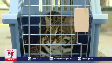 Quảng Bình thả 17 cá thể động vật hoang dã về môi trường tự nhiên