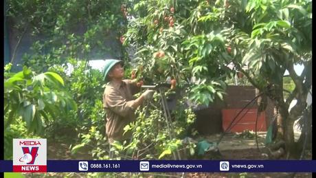 Nông dân Thanh Hà mất mùa vụ vải năm nay