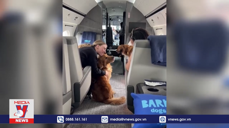 Khai trương hãng hàng không 5 sao dành cho cún cưng