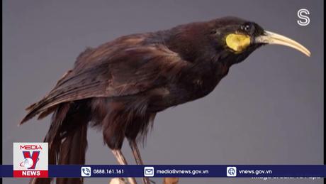 Chiếc lông vũ đắt nhất thế giới