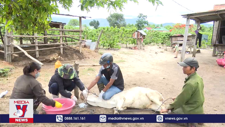 Nguy cơ bùng phát dịch lở mồm long móng ở Gia Lai