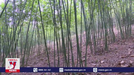 Thanh Hóa phục tráng rừng luồng giúp người dân giảm nghèo.