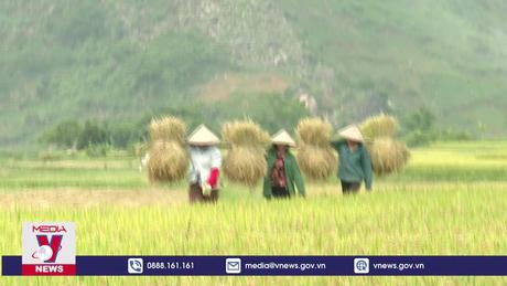 Mùa gặt trên cánh đồng vàng Mường Than