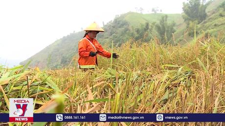 Nâng cao giá trị sản phẩm gạo nếp tan ở vùng cao Điện Biên Đông