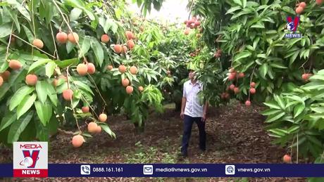 Kết nối tiêu thụ vải thiều chín sớm 