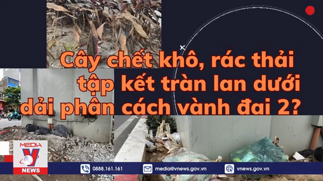 Cây chết khô, rác thải tập kết tràn lan dưới dải phân cách vành đai 2?