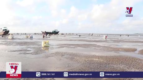 Nghề sản xuất, quản lý và khai thác nghêu Bến Tre được chứng nhận MSC