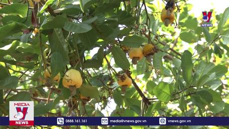 Năng suất tại thủ phủ điều cả nước thấp nhất trong 4 năm qua