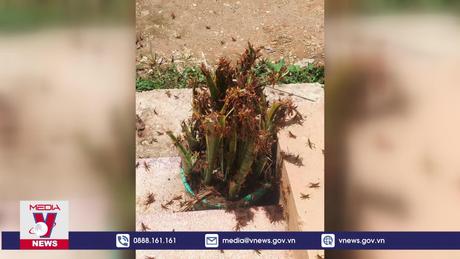 Ngăn châu chấu tre lưng vàng bùng phát gây hại cây trồng