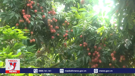 Hải Dương đẩy mạnh tiêu thụ vải sang thị trường Nhật Bản