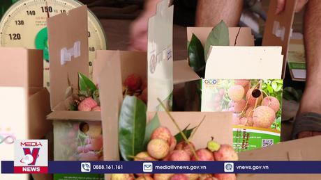 Thất thu hàng nghìn tỷ do vải thiều mất mùa.