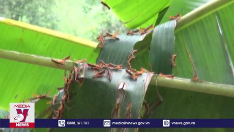 Châu chấu tre lưng vàng xuất hiện ở Cao Bằng quy mô lớn