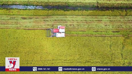 Tập trung giải pháp duy trì sản lượng gạo