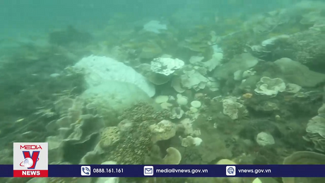  Tái diễn hiện tượng San hô chết, bị tẩy trắng tại Côn Đảo