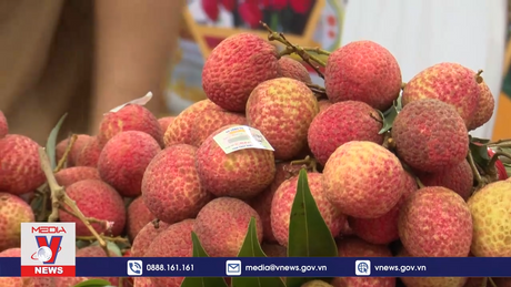 Khai mạc Phiên chợ vải Hưng Yên năm 2024