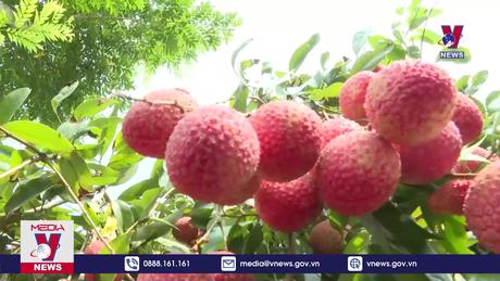 Vải trứng Hưng Yên hút khách 