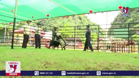 Ninh Bình lần đầu tiên tổ chức hội thi chọi Dê 