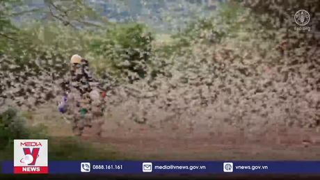 Biến đổi khí hậu làm bùng phát nạn châu chấu