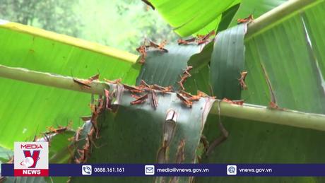 Châu chấu đã xâm nhiễm hơn 600ha