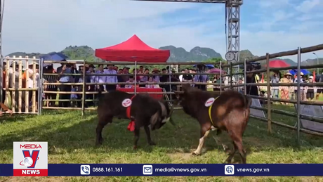 Hấp dẫn Hội chọi dê lần đầu tổ chức tại Ninh Bình