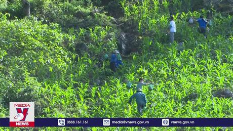 Trồng rừng - giải pháp bền vững phòng chống sa mạc hóa 