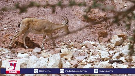 Xanh hóa sa mạc - Chuyện từ Saudi Arabia