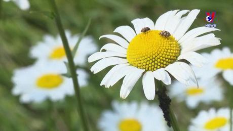 Thú vị năm châu ngày 06/6/2024