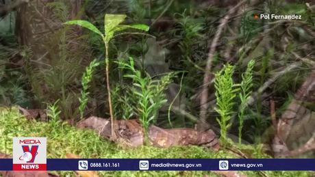 Sinh vật nhỏ bé phá kỷ lục thế giới về bộ gen lớn nhất