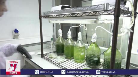 “Cây xanh nhân tạo” cải thiện chất lượng không khí