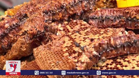 Biến đổi khí hậu làm suy giảm số lượng ong ở Nepal