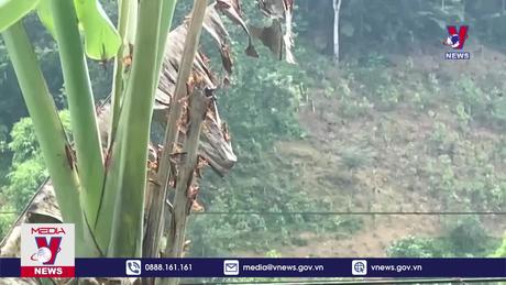 Cao Bằng công bố dịch châu chấu gây hại