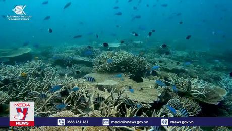 Các rạn san hô trên toàn cầu đang bị tẩy trắng